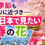 桜の季節も終わりに近づき――次に日本で見たい春の花